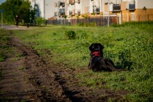 Cute Black Dog Lying On The Grass Outdoors On A Sunny Day