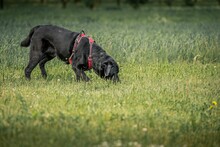 Closeup Shot Of A Black Dog Sniffing The Grass On The Field