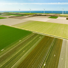 Aerial View Of Flowering Tulip Field And Wind Farm, Noordoostpolder, Flevoland, Netherlands.