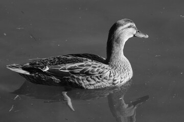 Wall Mural - Closeup shot of a mallard duck swimming in the lake in black and white