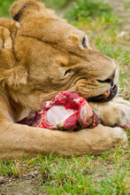 Junge Löwin (Panthera Leo) Beim Fressen