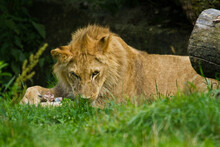 Löwe (Panthera Leo) Beim Fressen