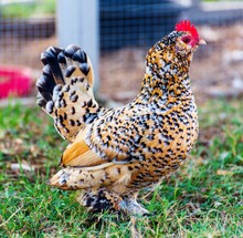 Spotted Bantam With Bright Red Comb Outdoors On A Grass