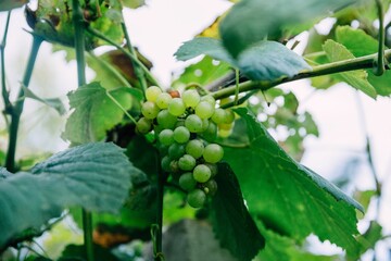 Canvas Print - Beautiful shot of a bunch of grape in a vineyard