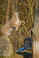 Sticker - Eurasische Luchs oder Nordluchs (Lynx lynx)