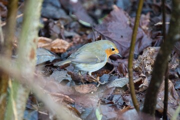 Poster - Beautiful shot of a European robin