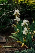 Iris Germanica, White Bearded Iris Flower