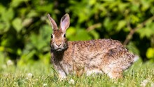 Beautiful Portrait Of A Cottontail Rabbit In A Lawn On A Sunny Day