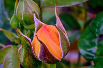 Poster - Beautiful closeup shot of an orange blooming rose