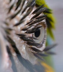 Sticker - Closeup shot of the eye of a macaw