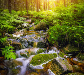 Wall Mural - Forest river creek water flow. Beautiful summer landscape with trees, stones and flowing water at sunny weather