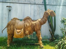 Camel Toys Made Of Straw Are Used For Drama Or Dance Performances