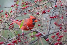 Closeup Shot Of A Northern Cardinal And Red Berries On The Tree