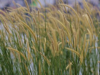 Poster - Wild reeds by the river