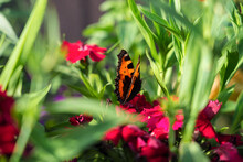 A Butterfly Sits On A Flower Among Thick Green Leaves