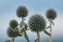 Selective Focus Of Beautiful Spiky Echinops On A Blurry Blue Background