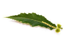 Chestnut Leaf With  Catkin