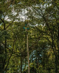 Poster - Colorful macaw parrot on top of a tree in the forest among green trees