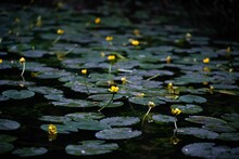 Beautiful View Of Lily Pads And Utricularia In The Pond