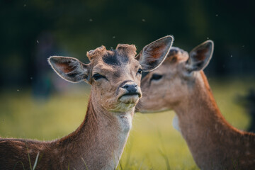 Here is a selection of my best wildlife photos of mammals taken of the course of 2 years. 