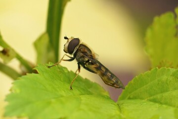 Canvas Print - Closeup on a Migrant hoverfly, Eupeodes corollae, sitting on a green leaf