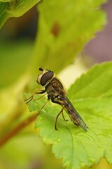 Canvas Print - Closeup on a Migrant hoverfly, Eupeodes corollae, sitting up