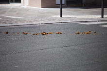 Horse Feces On The Pavement In The City From Patrol Horses