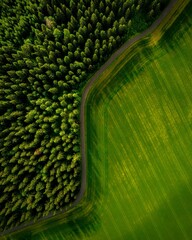 Wall Mural - Aerial green landscape view with high dense trees in the field