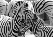 Closeup Shot Of Two Zebras Hugging Each Other