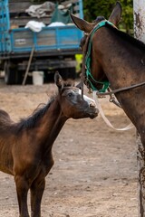 Poster - Young foal looking tenderly at his mother mare on a ranch