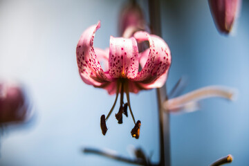 Lilium martagon flower in Eyne, Cerdagne, Pyrenees, France