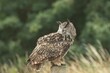 Portrait of an Eurasian eagle-owl perching on a wooden pole outdoors with blurred background