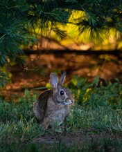 Vertical Portrait Of An Eastern Cottontail Rabbit Sitting On Green Grass