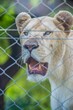 Vertical shot of a growling female lion behind a fence