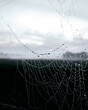 Vertical closeup shot of a cobweb with rain droplets