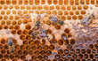 Leinwandbild Motiv Macro photo of a bee on honeycombs. June honeymoon. Beekeeping and honey production.
