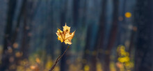 A Lonely Yellow Maple Leaf In A Dark Forest. Autumn Forest