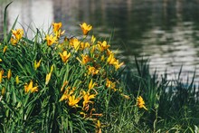 Beautiful Shot Of Yellow Day Lily Flowers By Water