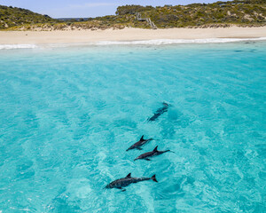 Canvas Print - Aerial view of a group of dolphins in a bay