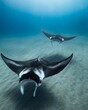 Beautiful shot of a Reef manta ray in the ocean