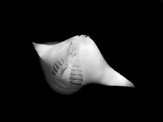 Canvas Print - Greyscale shot of a giant oceanic manta ray