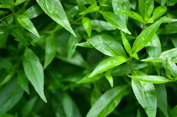 Wall Mural - Close-up of  Fresh Andrographis paniculata plant.