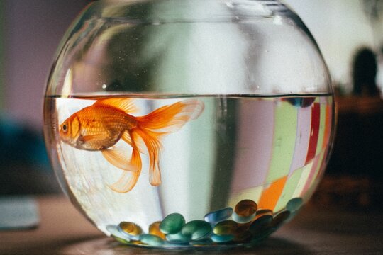 Closeup of goldfish swimming in a bowl against the blurry background. Shallow focus.