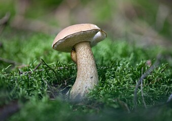 Wall Mural - Closeup shot of Leccinum scabrum in a forest during the day