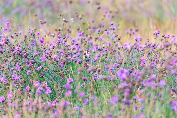 Wall Mural - A goldfinch sits hidden in a field full of blue thistles eating their seeds