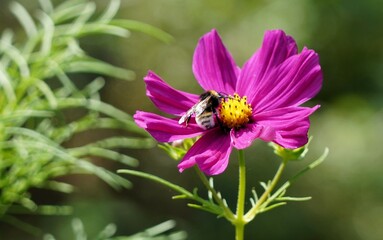 Sticker - bee on a flower