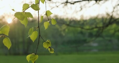 Aufkleber - Green Birch leaves in sunlight swaying on breeze, spring morning