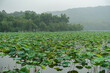 中国杭州 西湖の美しい風景