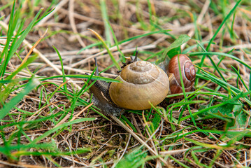 Snails crawling in the grass. Closeup shot. Selective focus on a small snail. Family of snails. Fun concept parent and kid walking on the nature.