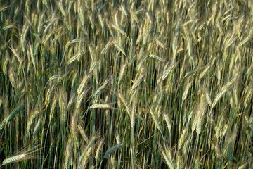 Background. Texture. Rye field. Spikelets of cereals.